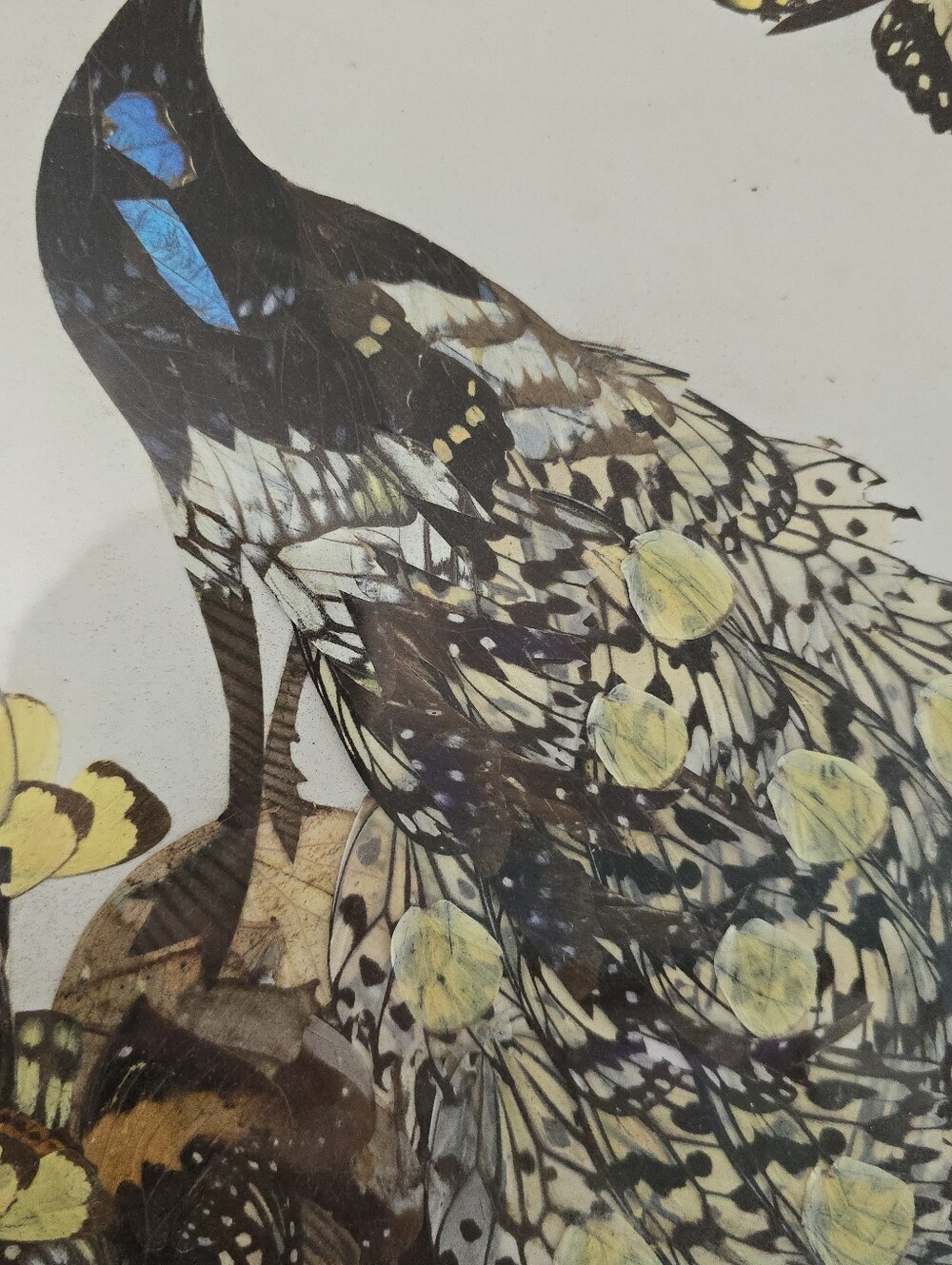 Vintage Real Moth and Butterfly Wing Art Taxidermy Peacock Beautiful - Picture 6 of 11